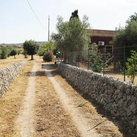 Ulivo Contrada Maeggio